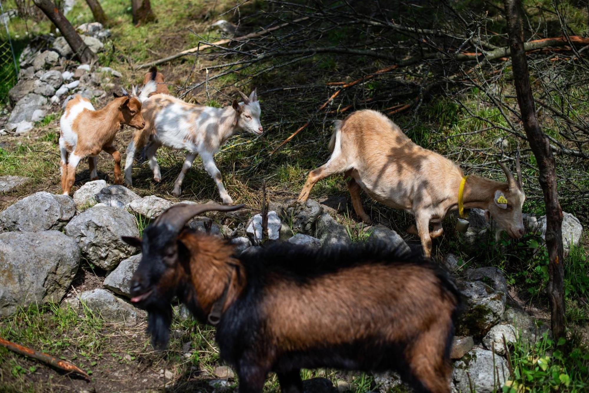 Vila Turisticna Kmetija Grabnar Bled Exteriér fotografie
