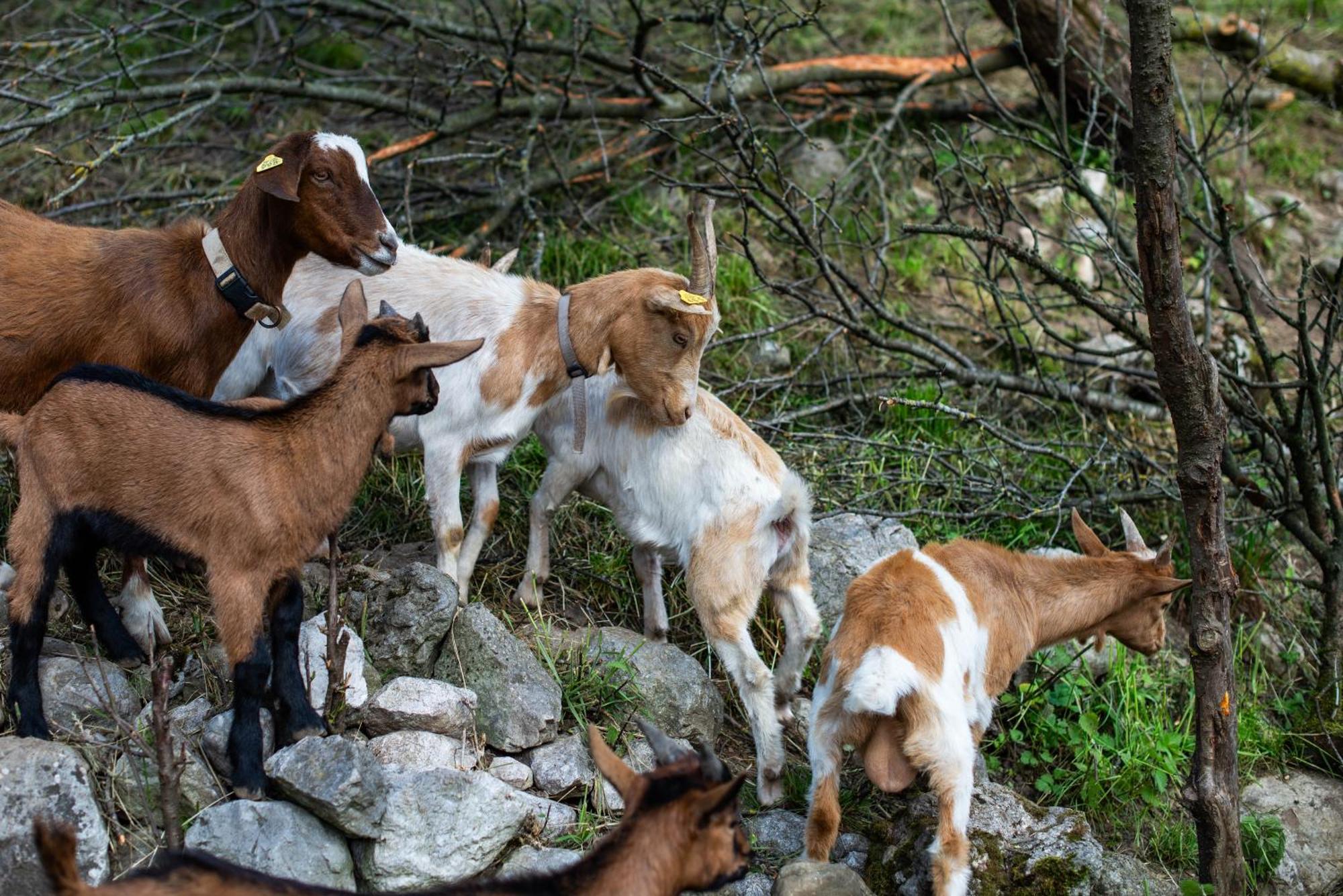 Vila Turisticna Kmetija Grabnar Bled Exteriér fotografie