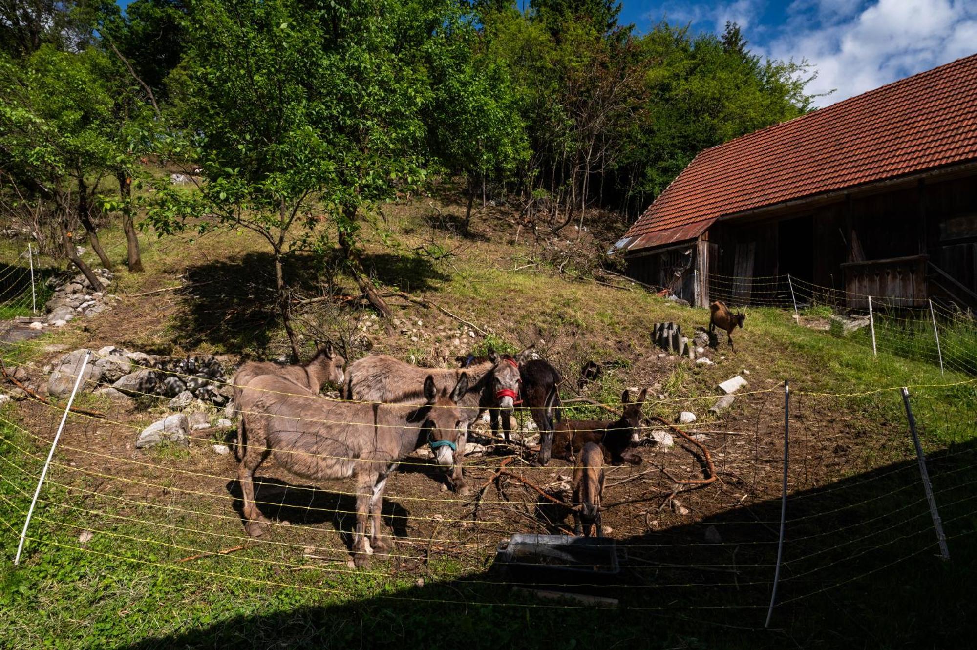 Vila Turisticna Kmetija Grabnar Bled Exteriér fotografie
